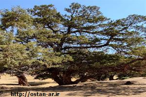 ثبت درختان کهنسال روستاهای کزج و مزرعه خلخال در فهرست میراث طبیعی ملی/ تعیین ضوابط حفاظتی و حریم درختان بر عهده وزارت میراث‌فرهنگی